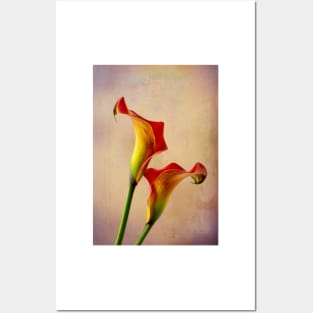 Lovely pair of Calla lilies Posters and Art